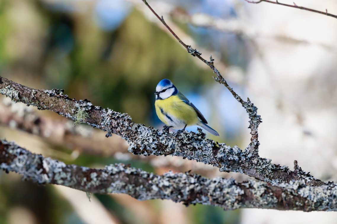 close-up-bird-perching-branch