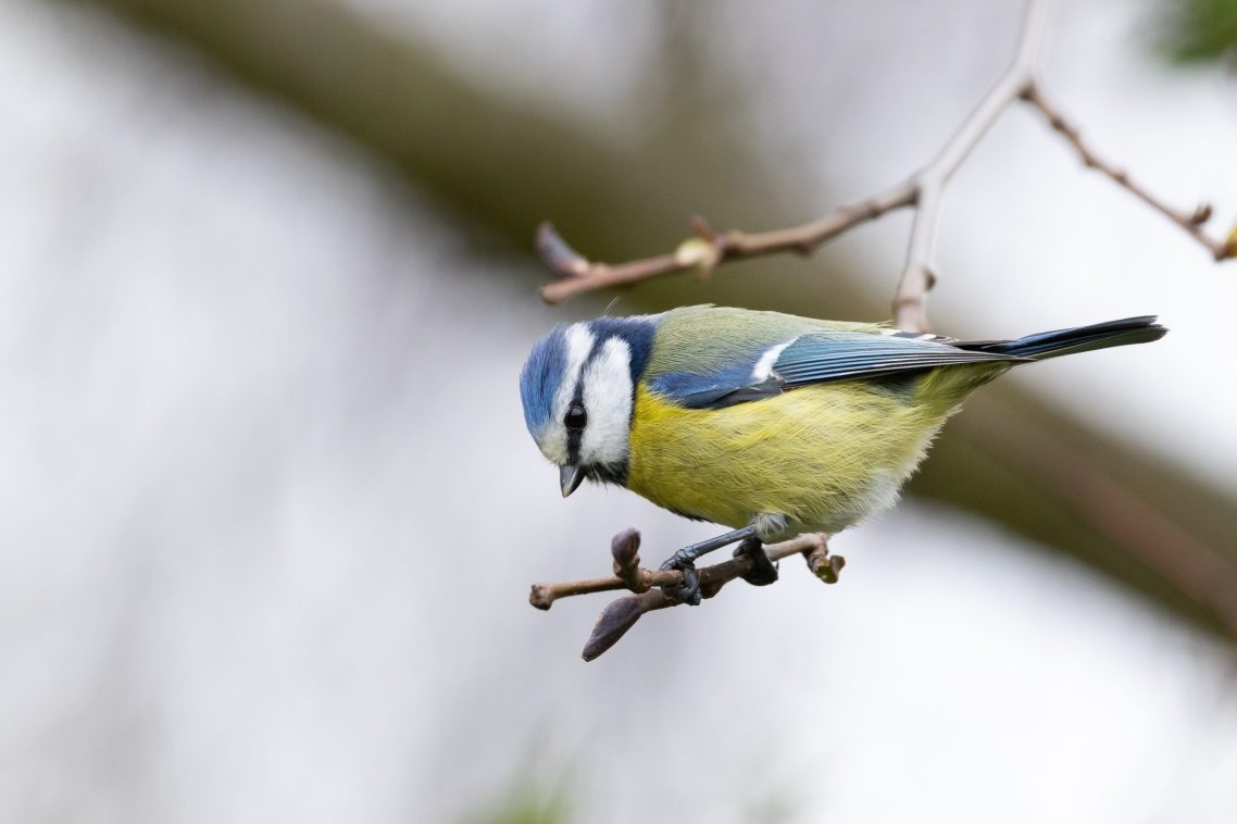 Blue tit bird looking for food in its habitat